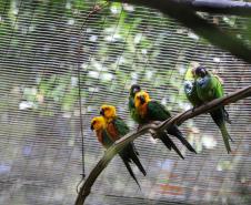 AVES DIVERSAS, COLORIDAS EM VIVEIRO EM FOZ DO IGUAÇU