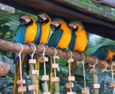 AVES DIVERSAS, COLORIDAS EM VIVEIRO EM FOZ DO IGUAÇU