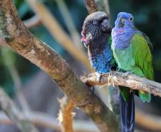 AVES DIVERSAS, COLORIDAS EM VIVEIRO EM FOZ DO IGUAÇU