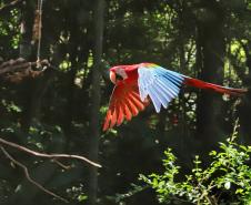 AVES DIVERSAS, COLORIDAS EM VIVEIRO EM FOZ DO IGUAÇU