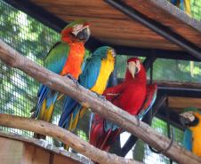 AVES DIVERSAS, COLORIDAS EM VIVEIRO EM FOZ DO IGUAÇU