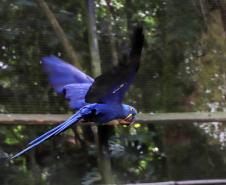 AVES DIVERSAS, COLORIDAS EM VIVEIRO EM FOZ DO IGUAÇU