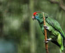 AVES DIVERSAS, COLORIDAS EM VIVEIRO EM FOZ DO IGUAÇU