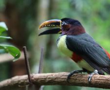 AVES DIVERSAS, COLORIDAS EM VIVEIRO EM FOZ DO IGUAÇU