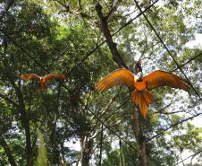 AVES DIVERSAS, COLORIDAS EM VIVEIRO EM FOZ DO IGUAÇU