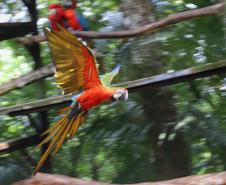 AVES DIVERSAS, COLORIDAS EM VIVEIRO EM FOZ DO IGUAÇU