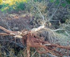 RAÍZES DE ÁRES PARA FORA DA TERRA