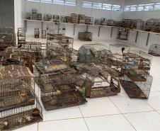 Dos 762 animais que deram entrada no CAFS de Guarapúava entre outubro de 2020 e maio de 2023, 538 eram aves – 70% do total. Predominância resultou em um Trabalho de Conclusão de Curso (TCC) dentro da Unicentro
