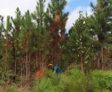 Instituto Água e Terra estabeleceu novos procedimentos para o cultivo para fins comerciais de pinus, gramíneas, árvores frutíferas, plantas ornamentais e para sombreamento e acácia-negra, todas consideradas plantas exóticas invasoras no Paraná. 