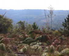 Instituto Água e Terra estabeleceu novos procedimentos para o cultivo para fins comerciais de pinus, gramíneas, árvores frutíferas, plantas ornamentais e para sombreamento e acácia-negra, todas consideradas plantas exóticas invasoras no Paraná. 