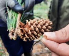 Instituto Água e Terra estabeleceu novos procedimentos para o cultivo para fins comerciais de pinus, gramíneas, árvores frutíferas, plantas ornamentais e para sombreamento e acácia-negra, todas consideradas plantas exóticas invasoras no Paraná. 