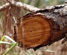 Instituto Água e Terra estabeleceu novos procedimentos para o cultivo para fins comerciais de pinus, gramíneas, árvores frutíferas, plantas ornamentais e para sombreamento e acácia-negra, todas consideradas plantas exóticas invasoras no Paraná. 