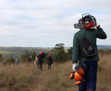 Com apoio de voluntários, IAT continua supressão de árvore invasora no Parque de Vila Velha