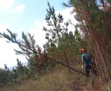 Com apoio de voluntários, IAT continua supressão de árvore invasora no Parque de Vila Velha