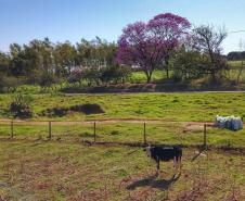 Foto de propriedade rural com vaca