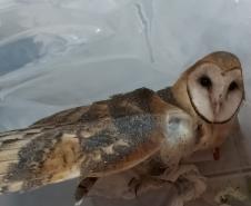 Coruja foi encaminhada para o Centro de Apoio à Fauna Silvestre (CAFS), clínica veterinária da Universidade Estadual do Centro-Oeste (Unicentro), de Guarapuava, e já iniciou tratamento