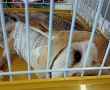 Coruja foi encaminhada para o Centro de Apoio à Fauna Silvestre (CAFS), clínica veterinária da Universidade Estadual do Centro-Oeste (Unicentro), de Guarapuava, e já iniciou tratamento