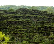 Foto de floresta de Araucárias