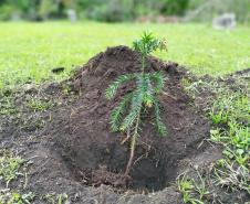 Foto de muda plantada