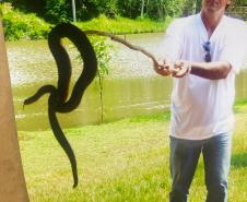 Foto de Norci Nodari segurando uma cobra com um graveto