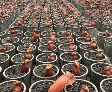 Foto de várias mudas de araucária plantadas