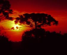 Foto de araucária em frente ao pôr do sol