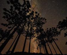 Foto de várias araucárias à noite