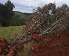 Fiscais do Instituto Água e Terra (IAT) detectaram 245,42 hectares de vegetação nativa retirada ilegalmente e emitiram 167 Autos de Infração Ambiental no Sudoeste do Paraná
