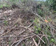Fiscais do Instituto Água e Terra (IAT) detectaram 245,42 hectares de vegetação nativa retirada ilegalmente e emitiram 167 Autos de Infração Ambiental no Sudoeste do Paraná