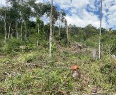 Fiscais do Instituto Água e Terra (IAT) detectaram 245,42 hectares de vegetação nativa retirada ilegalmente e emitiram 167 Autos de Infração Ambiental no Sudoeste do Paraná