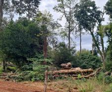 Fiscais do Instituto Água e Terra (IAT) detectaram 245,42 hectares de vegetação nativa retirada ilegalmente e emitiram 167 Autos de Infração Ambiental no Sudoeste do Paraná