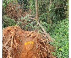 Fiscais do Instituto Água e Terra (IAT) detectaram 245,42 hectares de vegetação nativa retirada ilegalmente e emitiram 167 Autos de Infração Ambiental no Sudoeste do Paraná