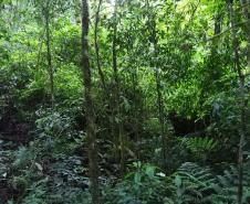 Foto aérea de floresta