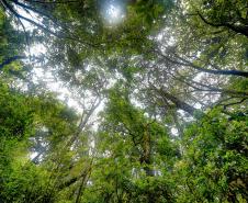 Foto aérea de floresta