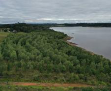Foto aérea de floresta
