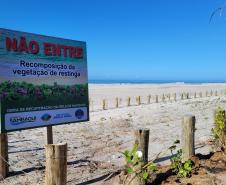Foto de canteiro de replantio de restinga