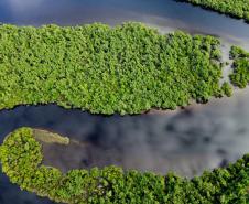 Foto áerea de rio cercado por vegetação