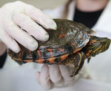 IAT e Unioeste renovaram por mais um ano o convênio que permite o funcionamento do Centro de Atendimento à Fauna Silvestre (CAFS) de Guarapuava
