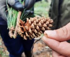 EXTRAÇÃO DE PINUS