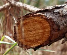 EXTRAÇÃO DE PINUS