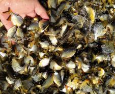Programa Rio Vivo:Governo do Estado planeja repovoar os rios que cortam o Paraná com 10 milhões de peixes nativos até 2026