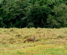 Foto de corredor verde com raposa