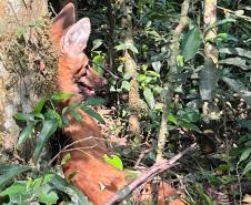 Lobo Guará na floresta