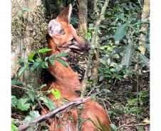 Lobo Guará na floresta