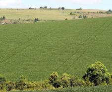 Foto de campo