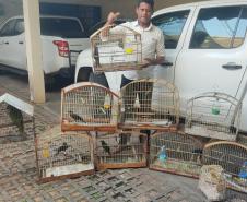 Fotos de pássaros resgatados