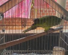 Fotos de pássaros resgatados