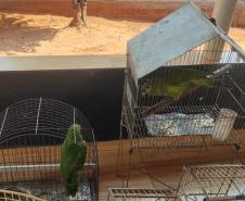 Fotos de pássaros resgatados