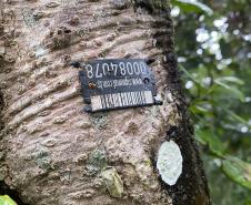 Foto de placa de registro em árvore