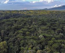 Foto aérea de floresta